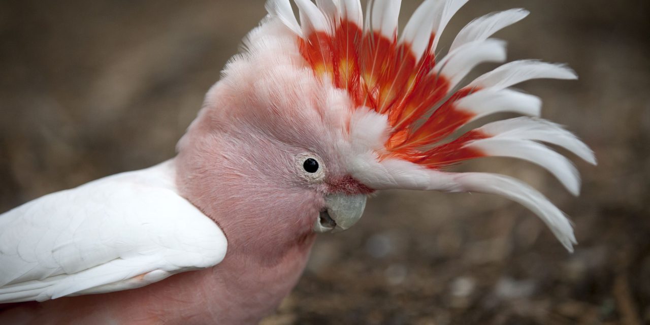 Kakatua Maluku: Spesies Terbesar Di Dunia Kini Terancam Punah