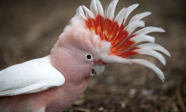 Kakatua Maluku: Spesies Terbesar Di Dunia Kini Terancam Punah