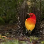 Keindahan Burung Beo Perut Oranye: Simbol Alam Yang Tangguh