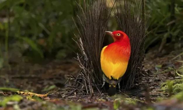 Keindahan Burung Beo Perut Oranye: Simbol Alam Yang Tangguh