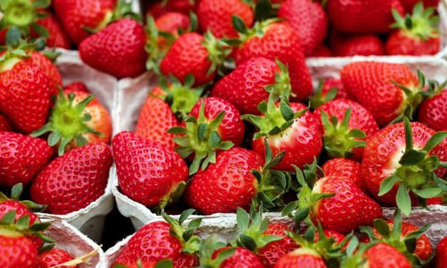 Strawberry, Buah Segar Yang Efektif Meredakan Peradangan