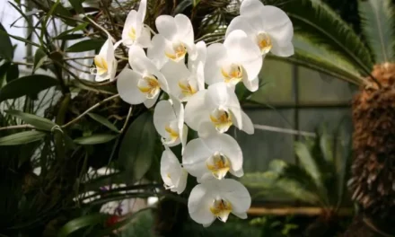 Keindahan Anggrek: Tanaman Hias Paling Eksotis Dan Penuh Nilai