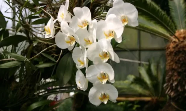 Keindahan Anggrek: Tanaman Hias Paling Eksotis Dan Penuh Nilai