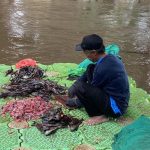 Mengapa Ikan Sapu-Sapu Bisa Berisiko Bagi Kesehatan Anda?