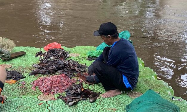 Mengapa Ikan Sapu-Sapu Bisa Berisiko Bagi Kesehatan Anda?