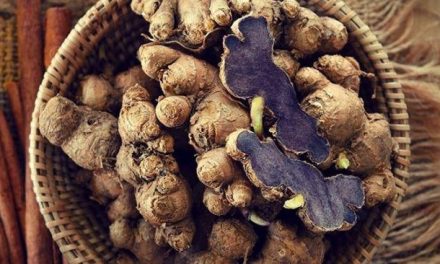 Superfood Tradisional! Kunyit Hitam Kaya Khasiat Untuk Tubuh